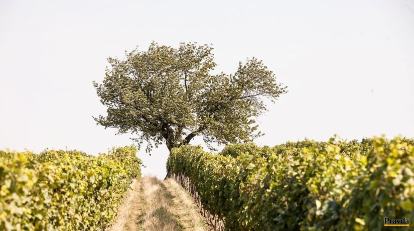 vinohrad, strom, pole, poľná cesta, vinič
