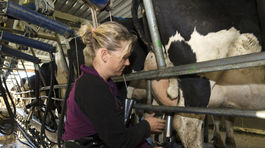 Získať ľudí na výrobu mlieka je čoraz ťažšie