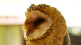 V Japonsku letia sovie kaviarne, latté v nich však nedostanete