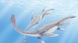 Plesiosaury plávali podobne ako tučniaky