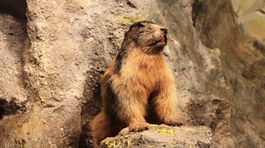 Online prenosy zo sveta tatranských živočíchov majú naďalej úspech