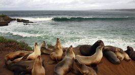 VIDEO: Obrovské uškatce "ukradli" loď a vydali sa na plavbu
