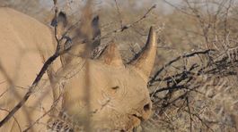 Severné biele nosorožce chcú zachrániť v laboratóriu