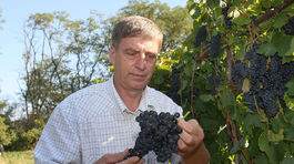 Víno, čo sa rodí v rodnom kraji