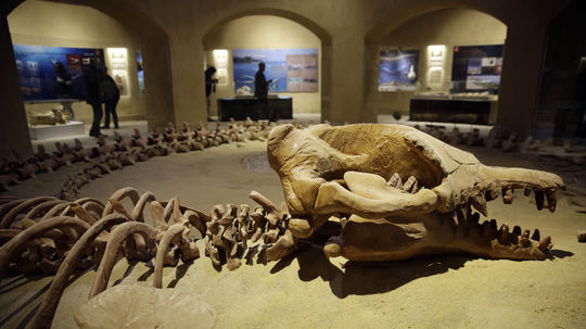 Veľryba Basulosaurus isis. V blízkosti oázy...