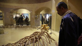 Egypt, múzeum, kostry, vyhynuté veľryby