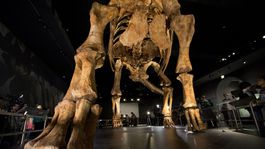Newyorské múzeum odhalilo ozrutnú kostru dinosaura. Nezmestí sa ani do sály