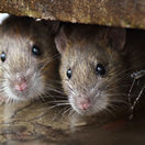 potkan, krysa, potkany, krysy, myši, hlodavce, škodcovia, deratizácia