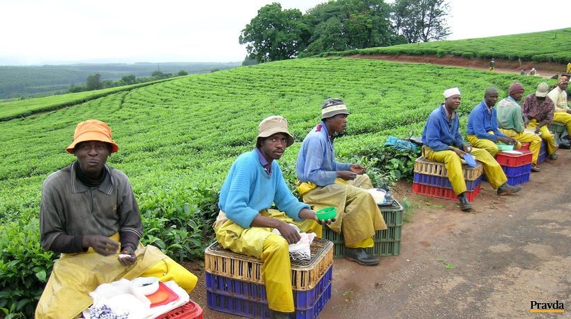 poľnohospodári, farma, Juhoafrická republika, čaj