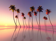 Fidži, palmy, pláž, piesok, more, leto, dovolenka, oceán, teplo ružová, západ slnka, večer