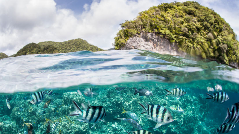 Palau, more, rybky, exotika, ostrov, dovolenka