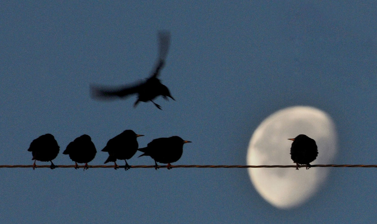 vtáky, Kansas, elektrické vedenie, mesiac, 