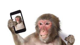 Súd nepriznal makakovi autorské práva na selfie