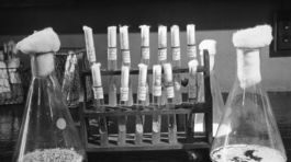 Flemingov objav penicilínu začal revolúciu v medicíne