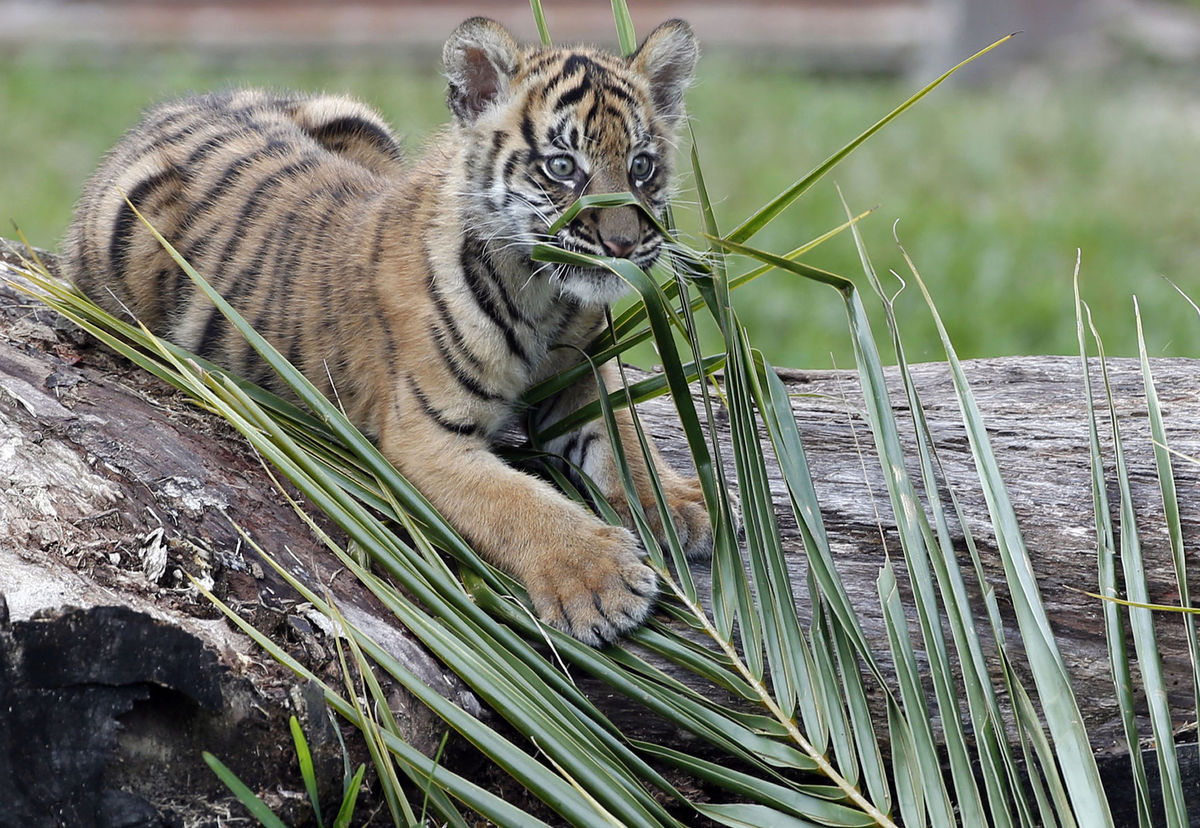 Florida, tiger, sumatriansky tiger Satu, mláďa, Zoo Miami