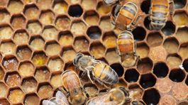 Za šírenie smrteľnej choroby včiel môžu ľudia