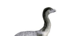 K vyhynutiu obrovského austrálskeho vtáka prispeli aj ľudia