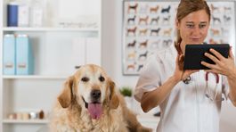 Belgická strana DierAnimal chce zrovnoprávniť zvieratá s ľuďmi