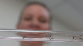 WHO očakáva veľké klinické skúšky vakcín proti Zike