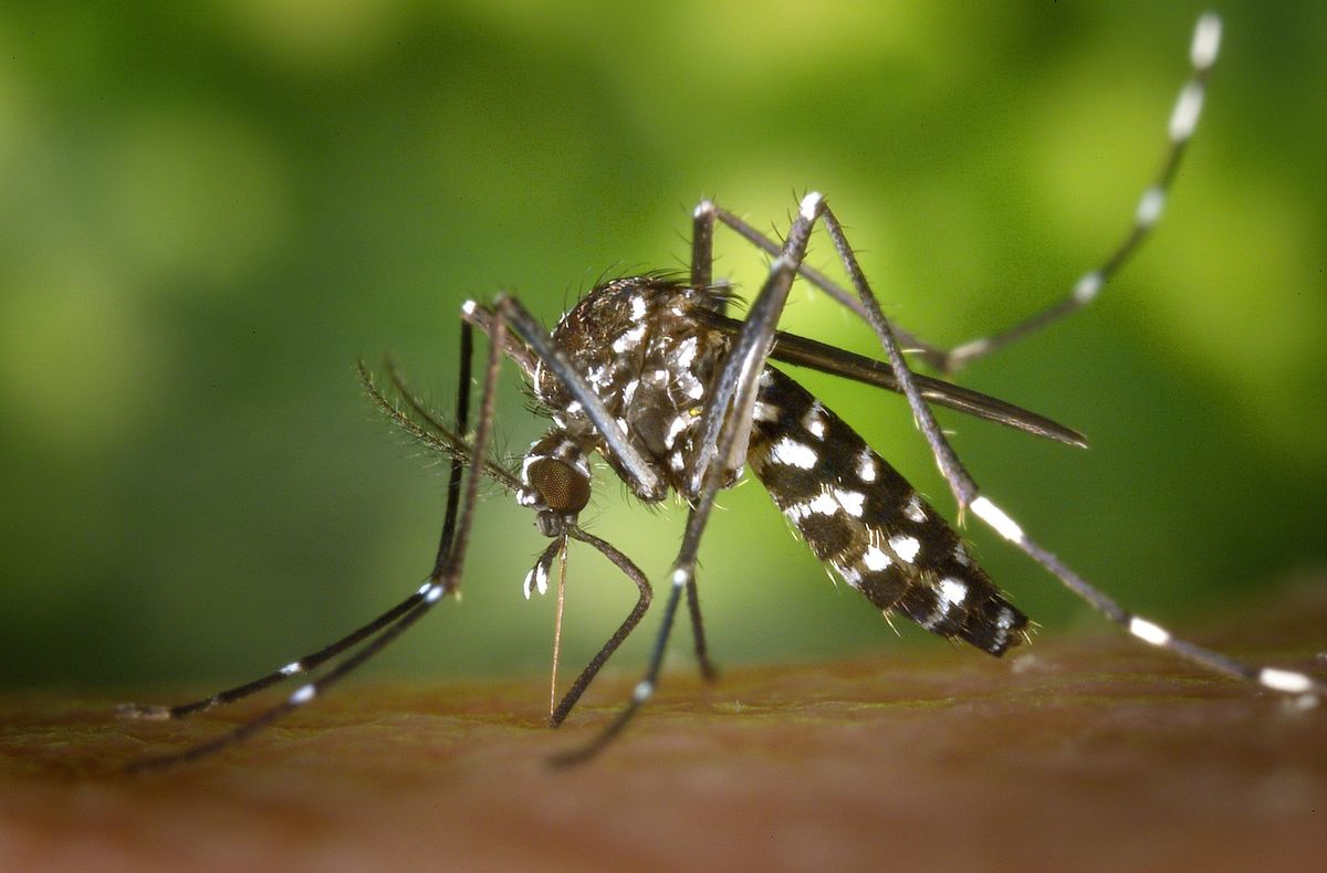 Komár Aedes aegypti.