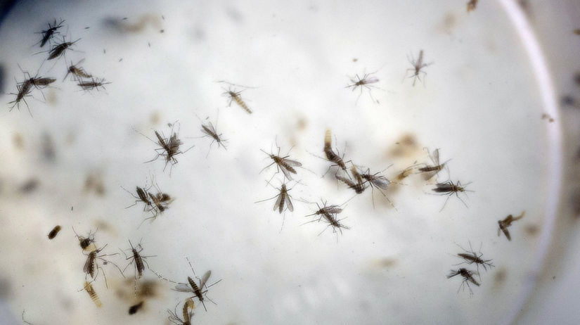 Aedes aegypti, komár, Zika