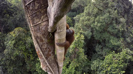 Na Madagaskare nelegálne vyťažili najmenej 350-tisíc stromov
