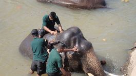 Slony, Srí Lanka, trus