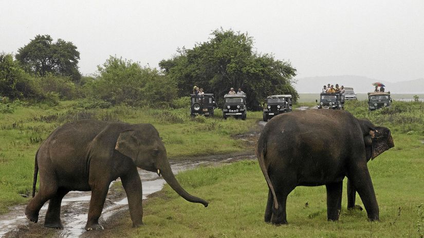 Slony, Srí Lanka, trus