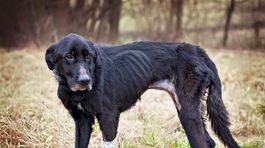 Otvorí príbeh utýranej sučky verejnosti oči?