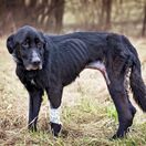 týraný pes, sučka Viky