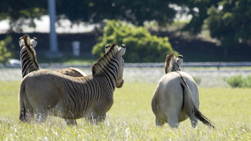 zebra, kvaga, prírodná rezervácia, Reibeek