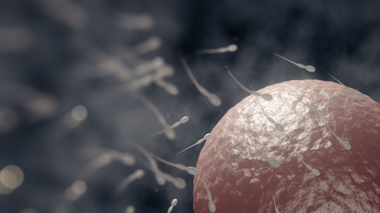 Darca so vzácnou mutáciou má takmer 200 potomkov. Niektoré už zomreli, riziko vzniku rakoviny je u nich extrémne