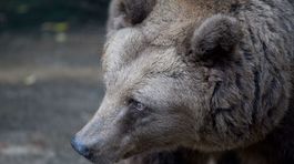 Svetový deň divej prírody bojuje za prežitie zvierat a rastlín vo voľnej prírode