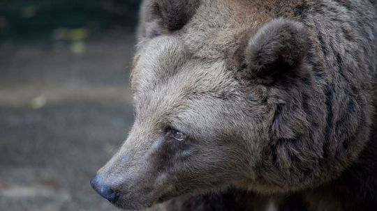 Pod kolesami tatranskej električky zahynul približne desaťročný medveď