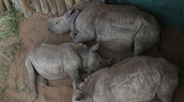 Nosorožce, nosorožec, rohy, Afrika, JAR, ranč