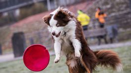 Nový výbeh pre psov chce Petržalka budovať v lete