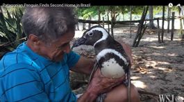 Tučniačik prepláva 8000 kilometrov, aby každý rok navštívil svojho záchrancu