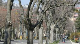 Z Bratislavy miznú stromy