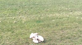 Roztrhala labute pri kanáli v Čunove elektrina?