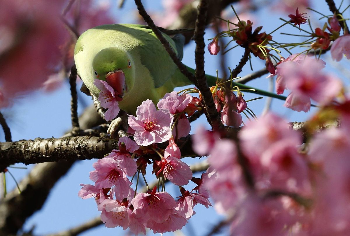 jar, kvety, sakura, čerešne, papagáj, Japonsko,