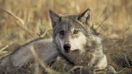 Európu čaká nová kolonizácia. Vlčia