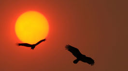 Afriku zaplavil strach z upírov. Ľudia sa desia napadnutia, vznikajú občianske nepokoje