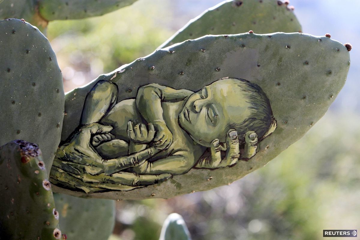 kaktusy, umelec, maľby, Palestínčan