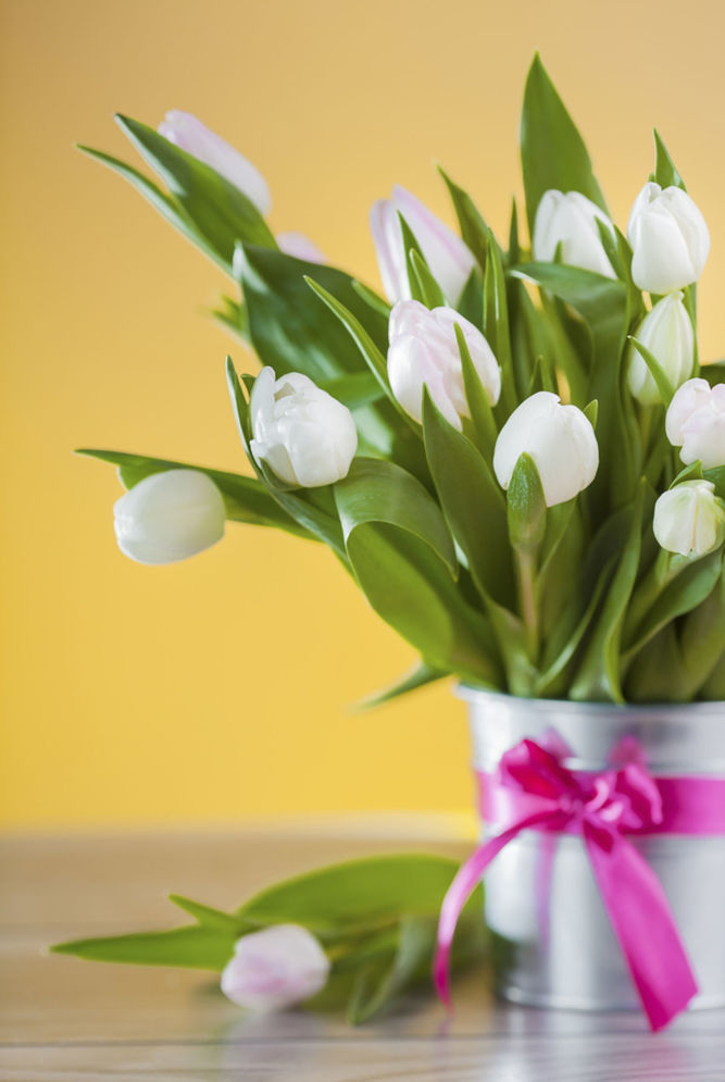 Hoci biela farba  nepatrí k tulipánom...