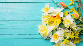 Deň narcisov vyzbieral vyše milión eur na pomoc onkologickým pacientom