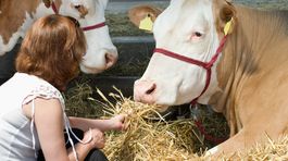 Mliečna kríza ohrozuje tretinu fariem 