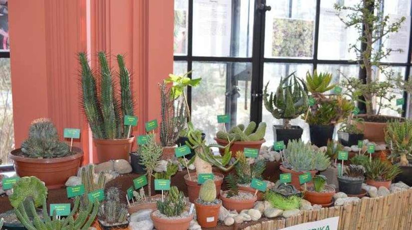 výstava kaktusov