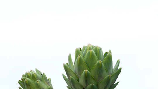 Bodliak? Nie, jej veličenstvo artičoka.