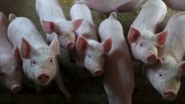 Prasací mor prenikol do západnej Európy, výskyt oznámilo Belgicko