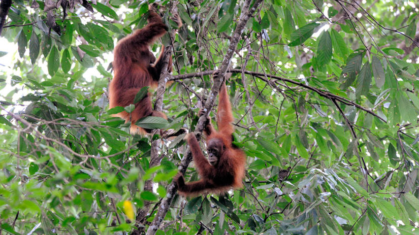 orangutany, strom, opice